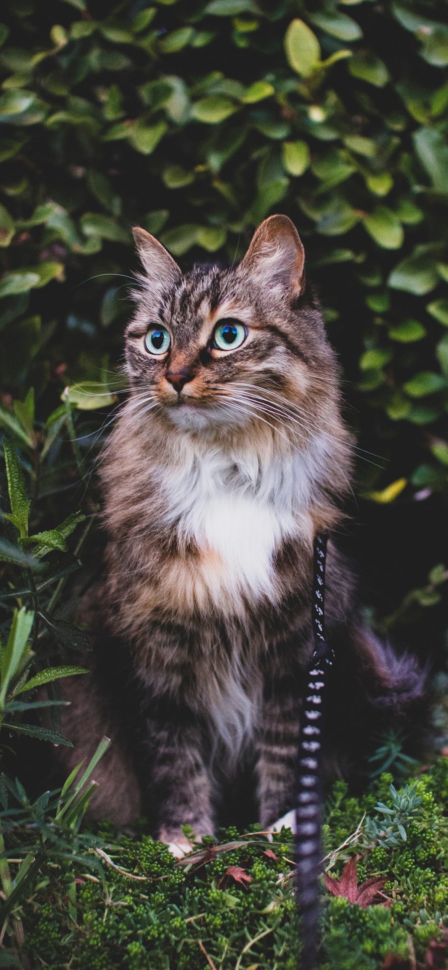 [2436×1125]猫咪 宠物 花猫 草丛 苹果手机壁纸图片