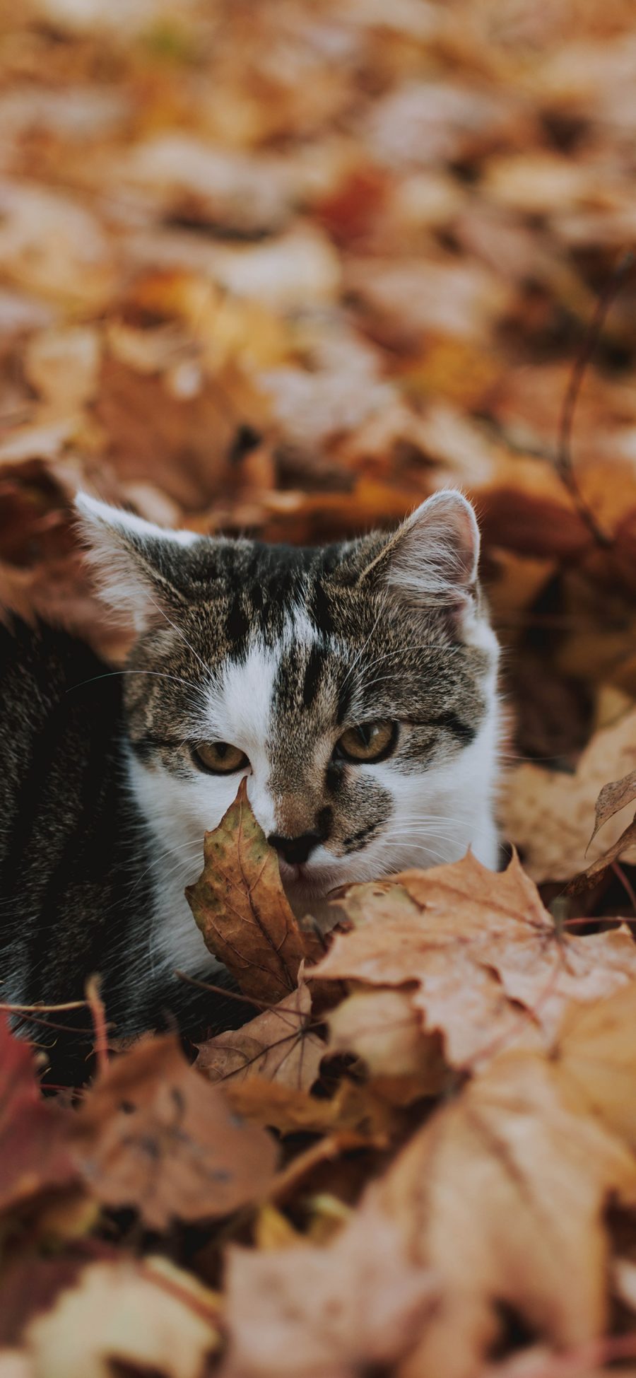 [2436×1125]猫咪 宠物 花猫 落叶 嬉戏 苹果手机壁纸图片