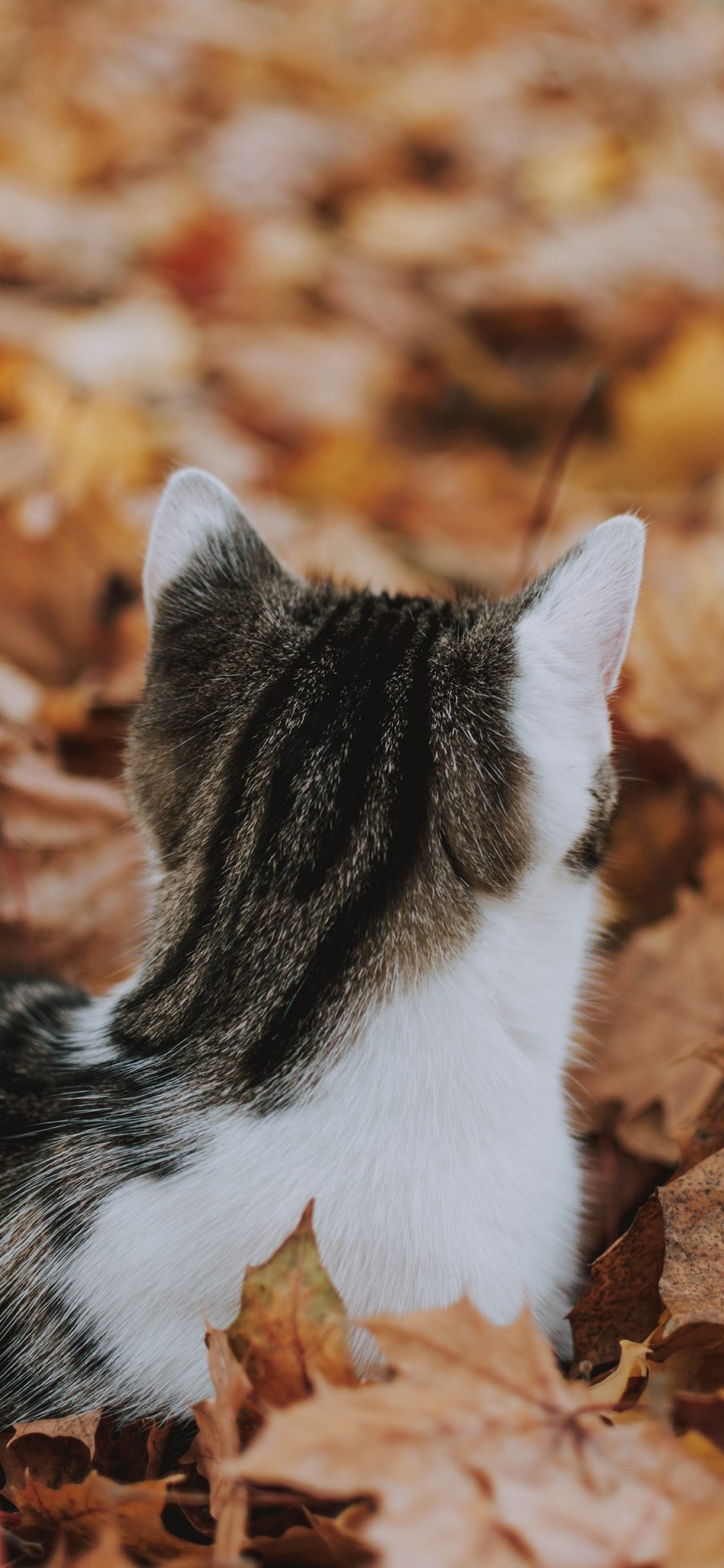 [2436×1125]猫咪 宠物 花猫 落叶 枯叶 苹果手机壁纸图片