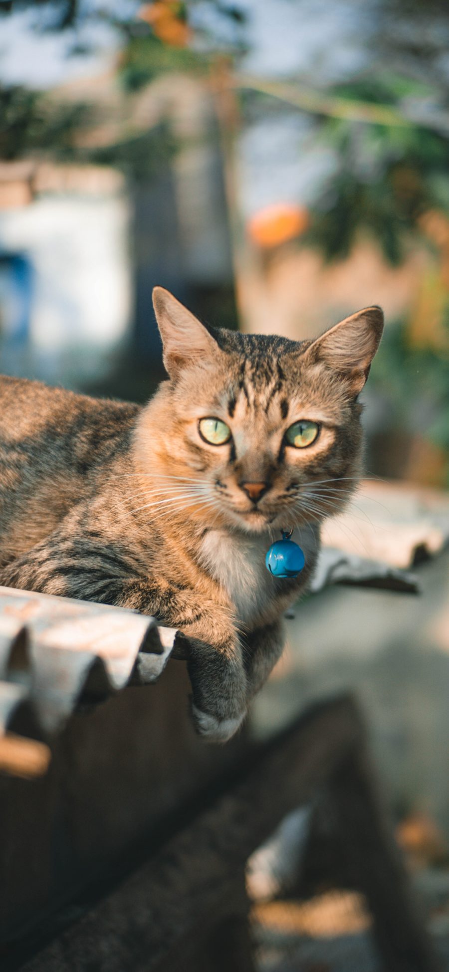 [2436×1125]猫咪 宠物 花猫 铃铛 苹果手机壁纸图片