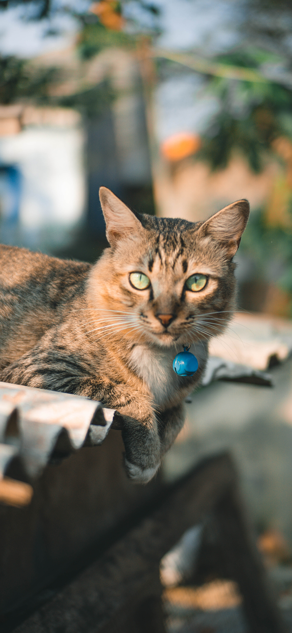 [2436×1125]猫咪 宠物 花猫 铃铛 苹果手机壁纸图片