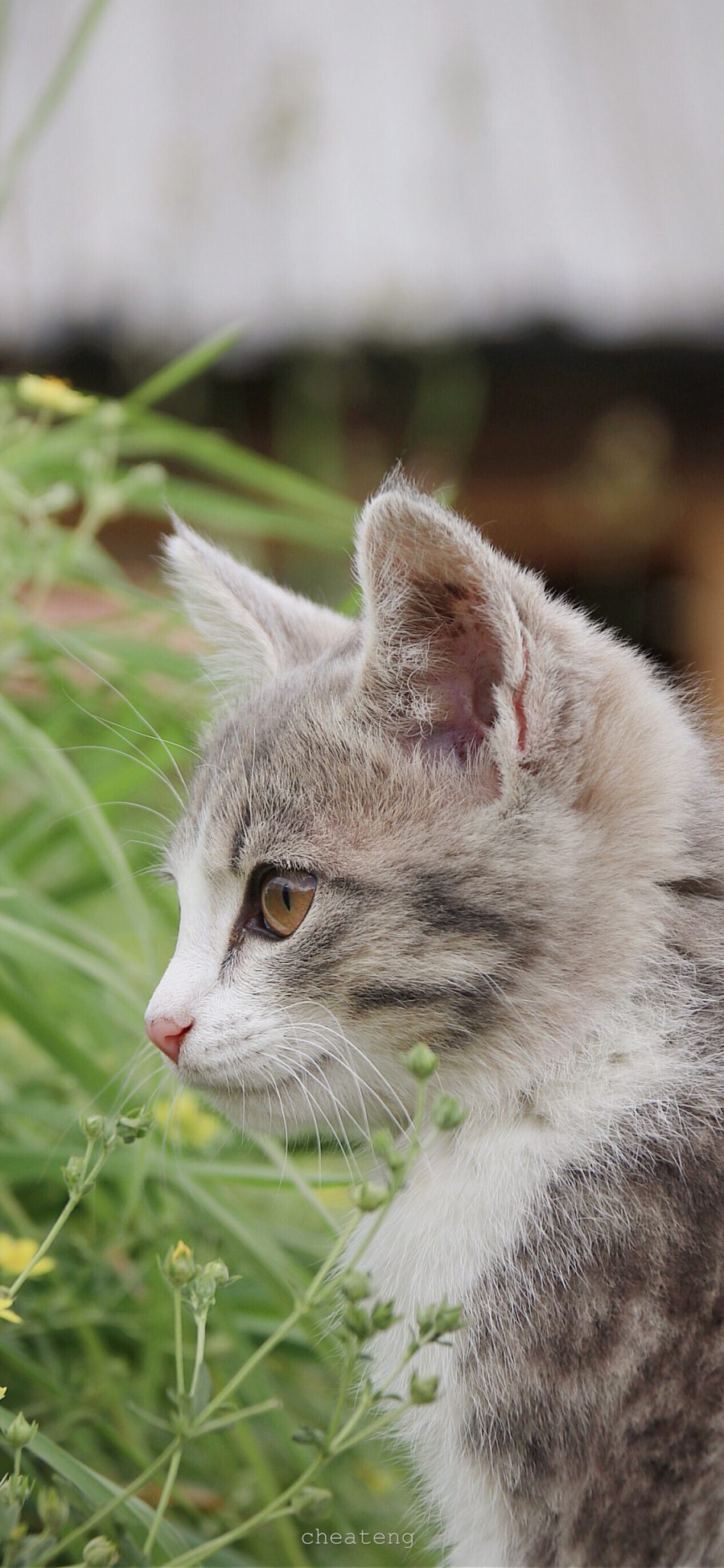 [2436×1125]猫咪 宠物 草地 花圃 苹果手机壁纸图片