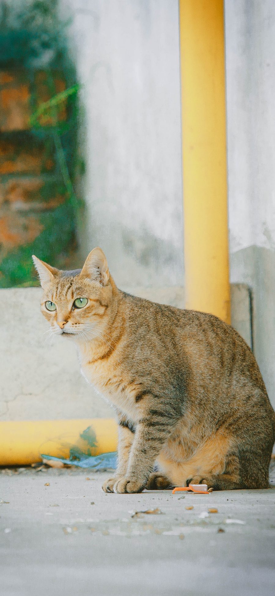 [2436×1125]猫咪 宠物 青椒 橘猫 苹果手机壁纸图片