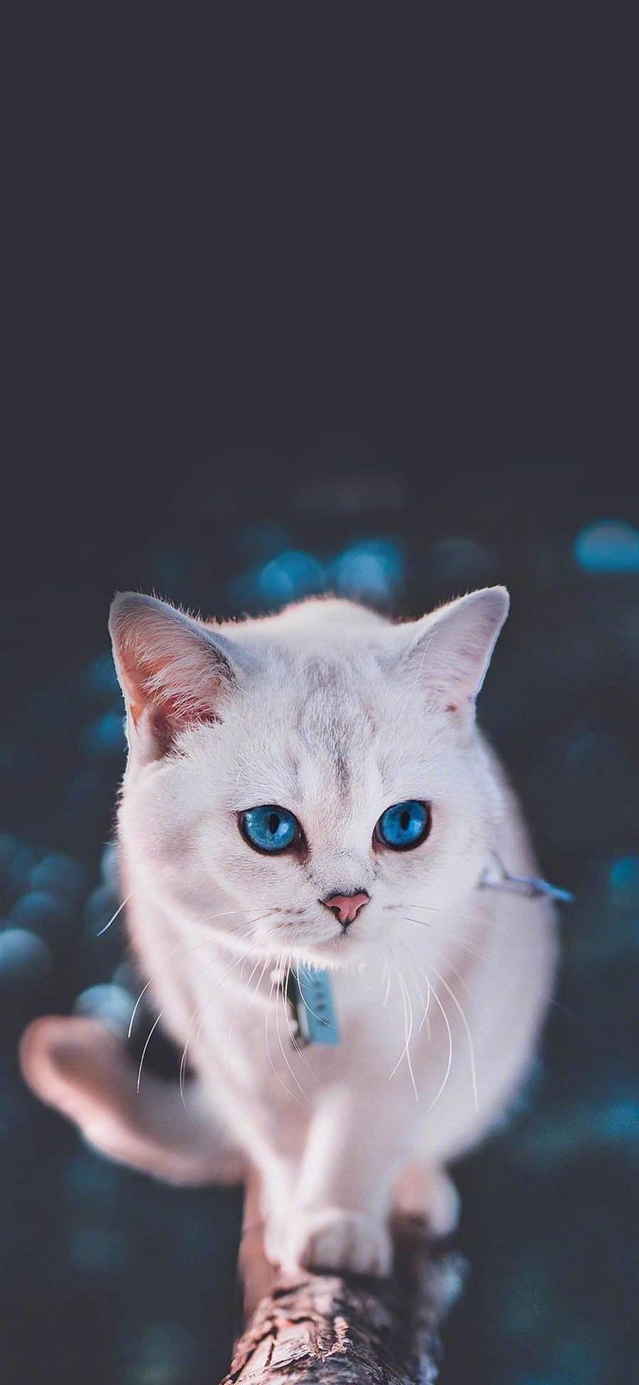 [2436×1125]猫咪 宠物 项圈 瞳孔 苹果手机壁纸图片