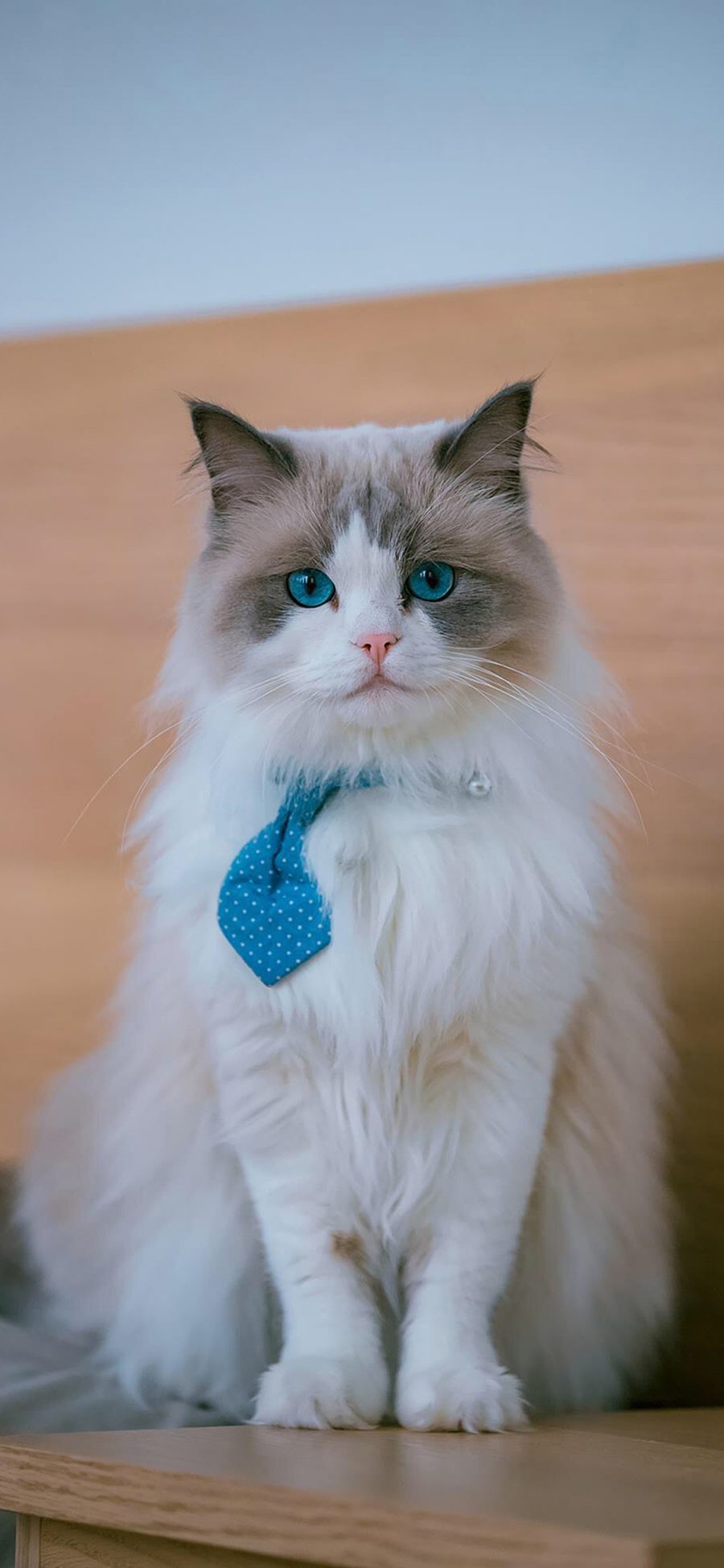 [2436×1125]猫咪 宠物 领带 项圈 苹果手机壁纸图片