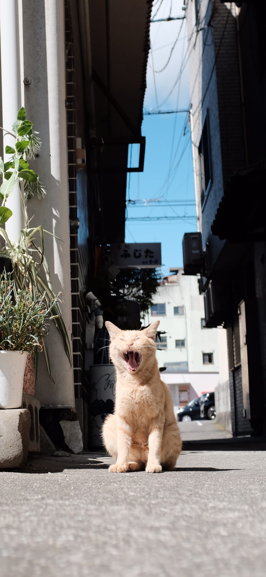 [2436×1125]猫咪 宠物 黄毛 橘猫 街道 苹果手机壁纸图片