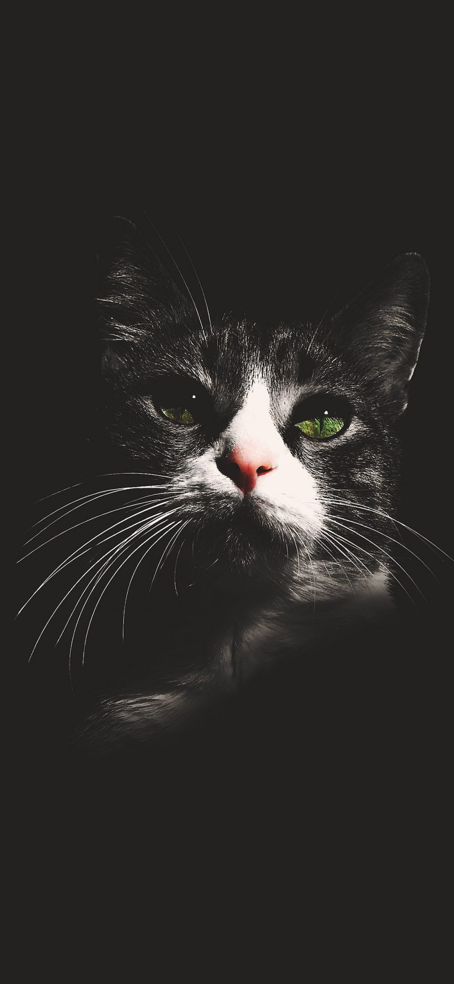 [2436×1125]猫咪 宠物 黑暗 猫须 苹果手机壁纸图片