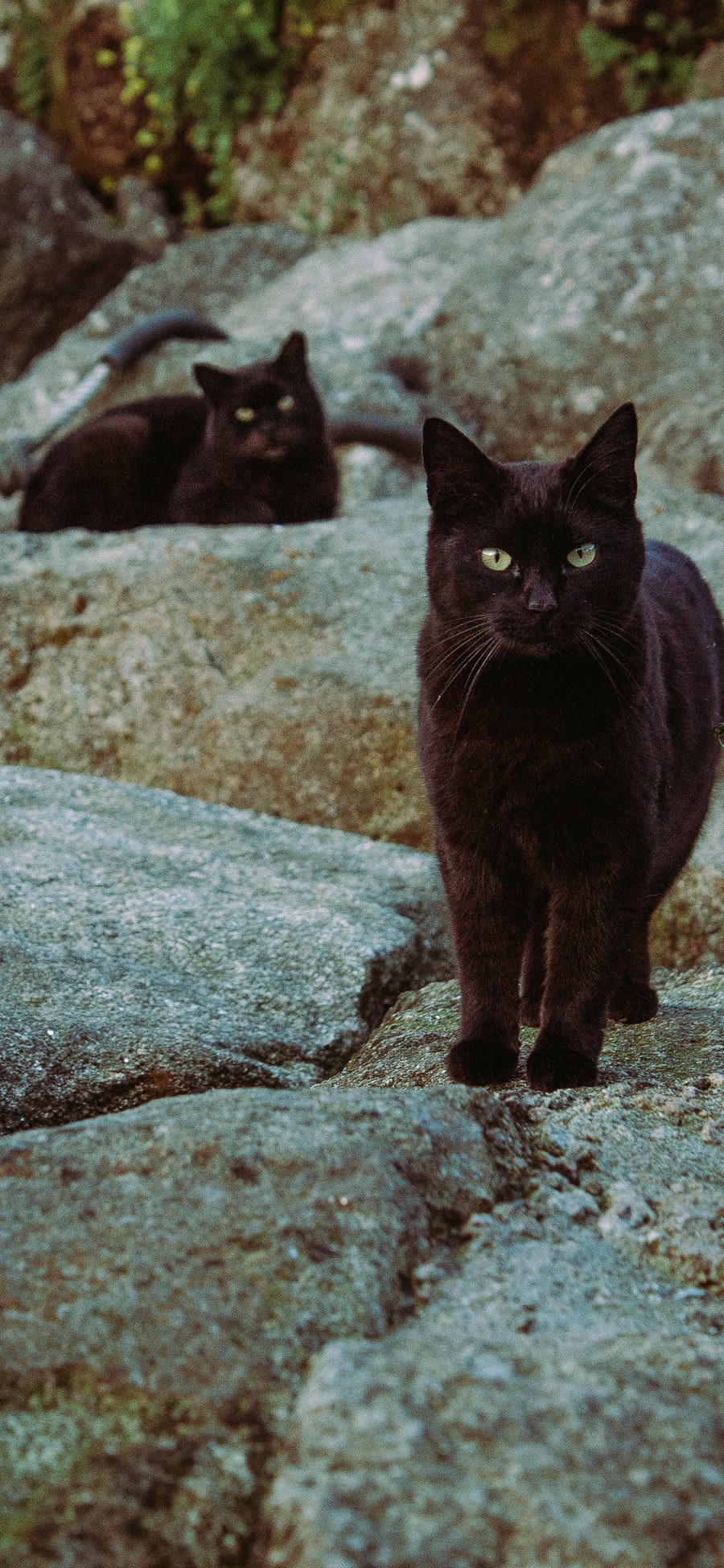 [2436×1125]猫咪 宠物 黑猫 岩石 苹果手机壁纸图片