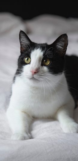 [2436x1125]猫咪 宠物 黑白 床铺 苹果手机壁纸图片