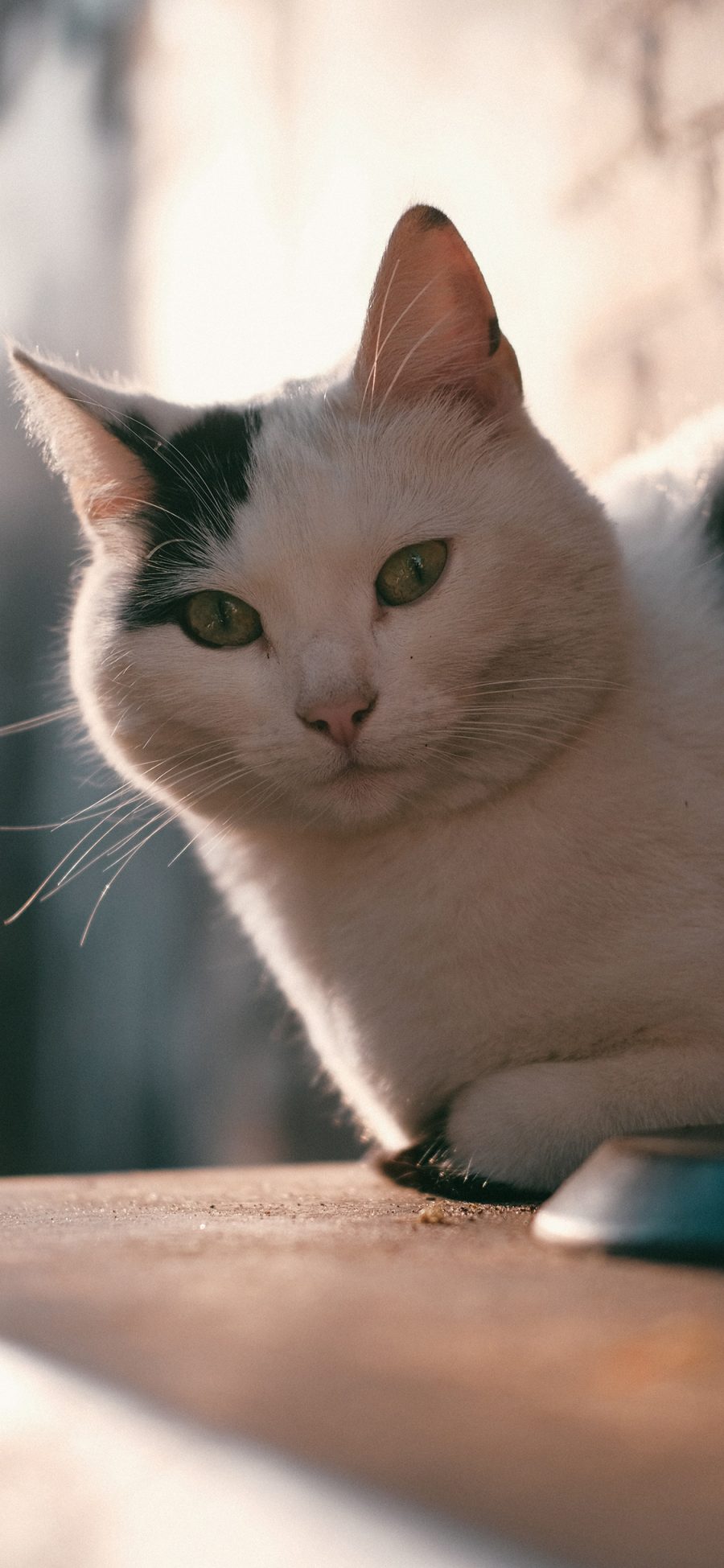 [2436×1125]猫咪 宠物 黑白 肥猫 苹果手机壁纸图片