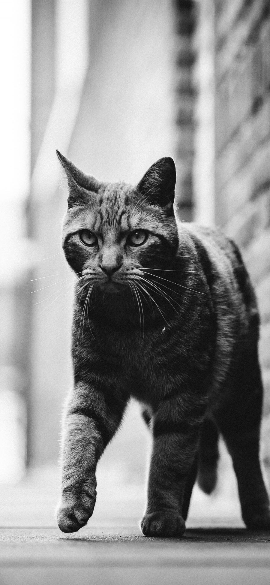 [2436×1125]猫咪 宠物 黑白 街道 苹果手机壁纸图片