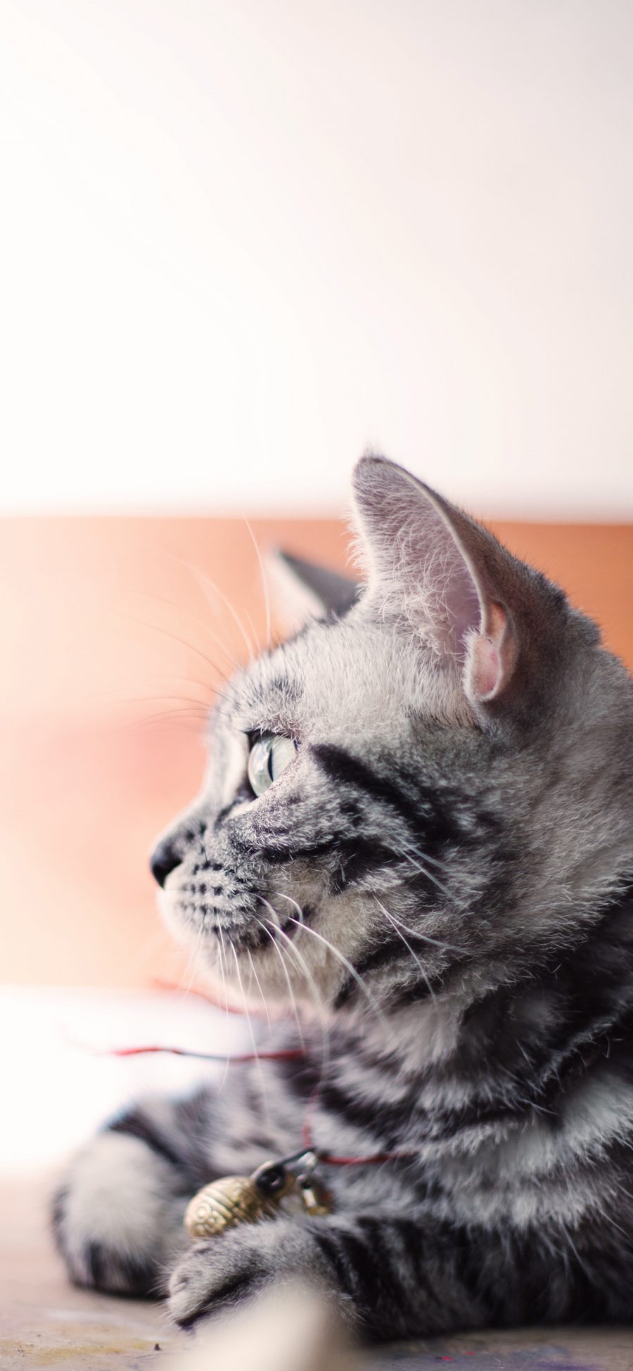 [2436×1125]猫咪 宠物猫  灰白 侧颜 苹果手机壁纸图片