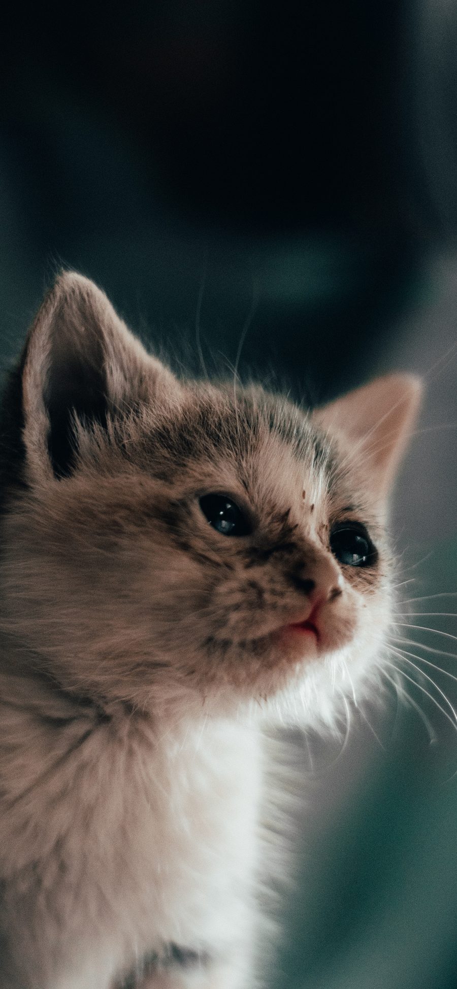 [2436×1125]猫咪 小猫 皮毛 可爱 苹果手机壁纸图片
