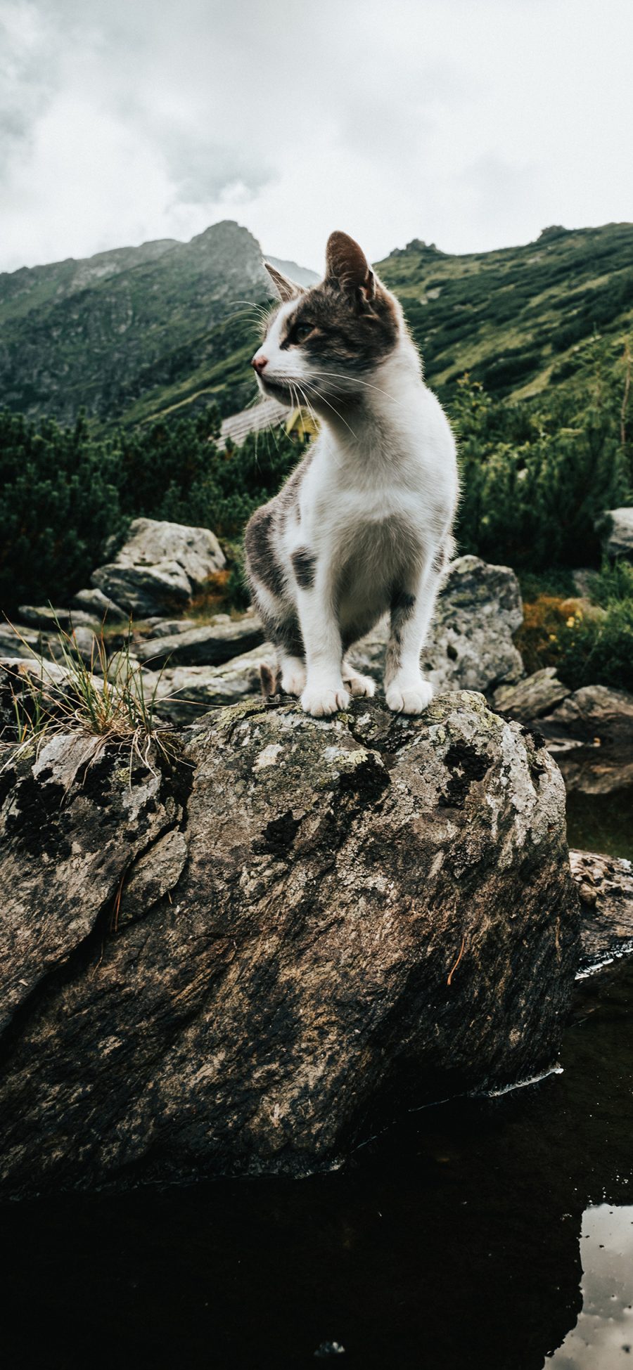 [2436×1125]猫咪 岩石 帅气 花猫 苹果手机壁纸图片