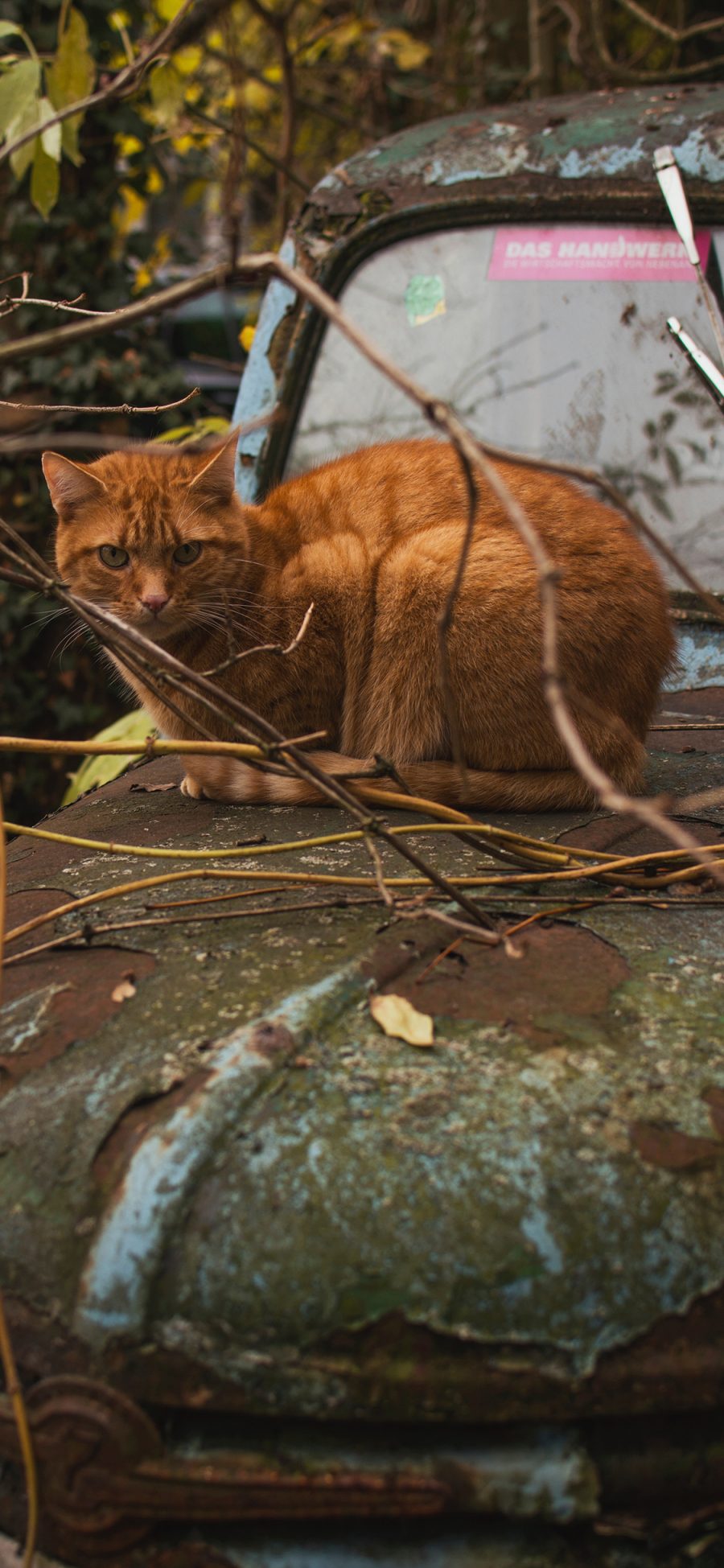 [2436×1125]猫咪 废旧 苹果手机壁纸图片