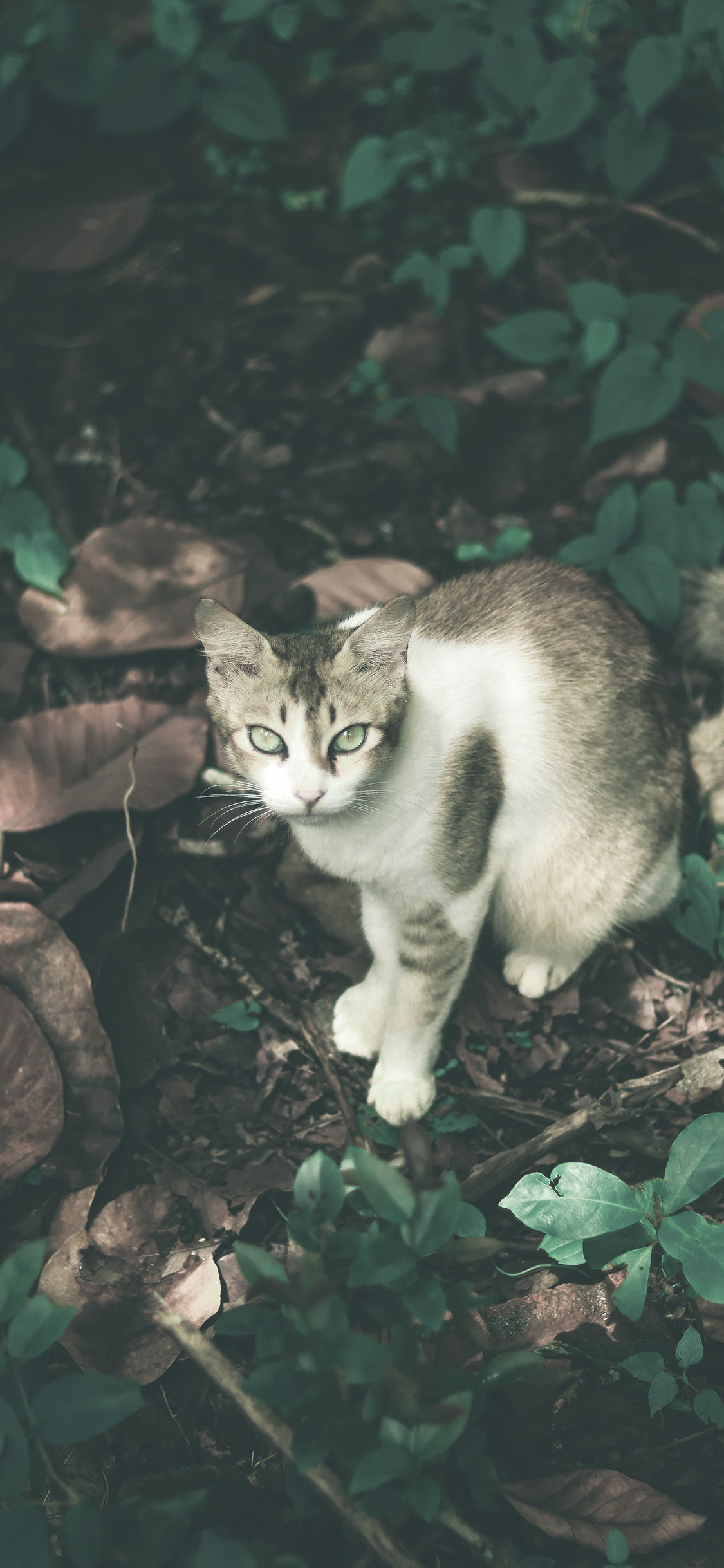 [2436×1125]猫咪 户外 落叶 宠物 苹果手机壁纸图片