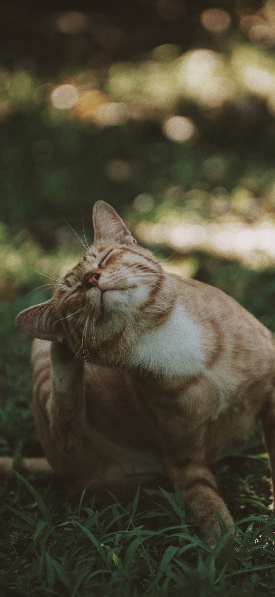 [2436×1125]猫咪 挠头 宠物 草地 苹果手机壁纸图片