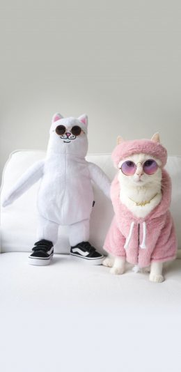 [2436x1125]猫咪 时尚 萌 宠物 喵星人 品牌 苹果手机壁纸图片