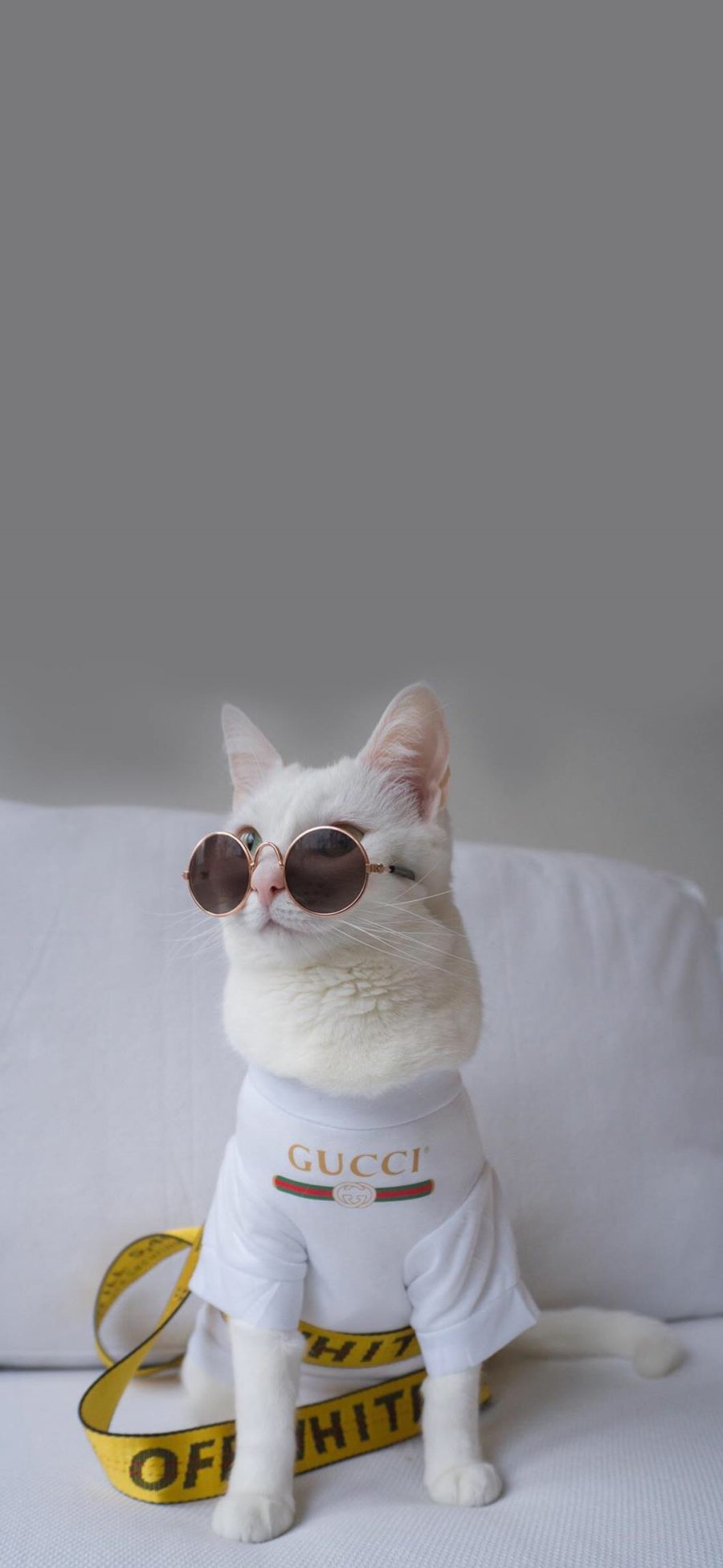 [2436×1125]猫咪 时尚 萌 宠物 喵星人 品牌 墨镜 苹果手机壁纸图片