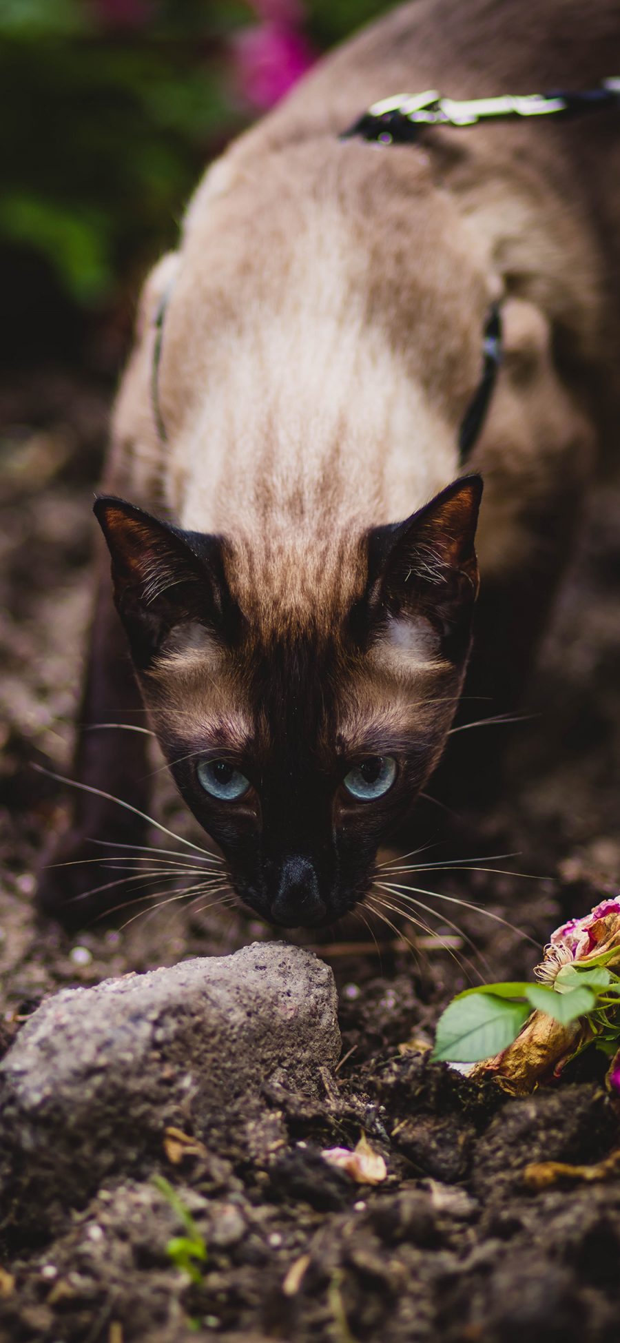 [2436×1125]猫咪 暹罗 宠物 户外 苹果手机壁纸图片