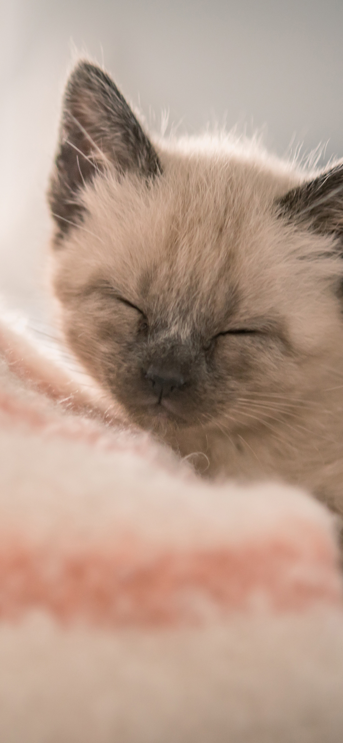[2436×1125]猫咪 暹罗猫 宠物 品种 眯眼 幼仔 苹果手机壁纸图片