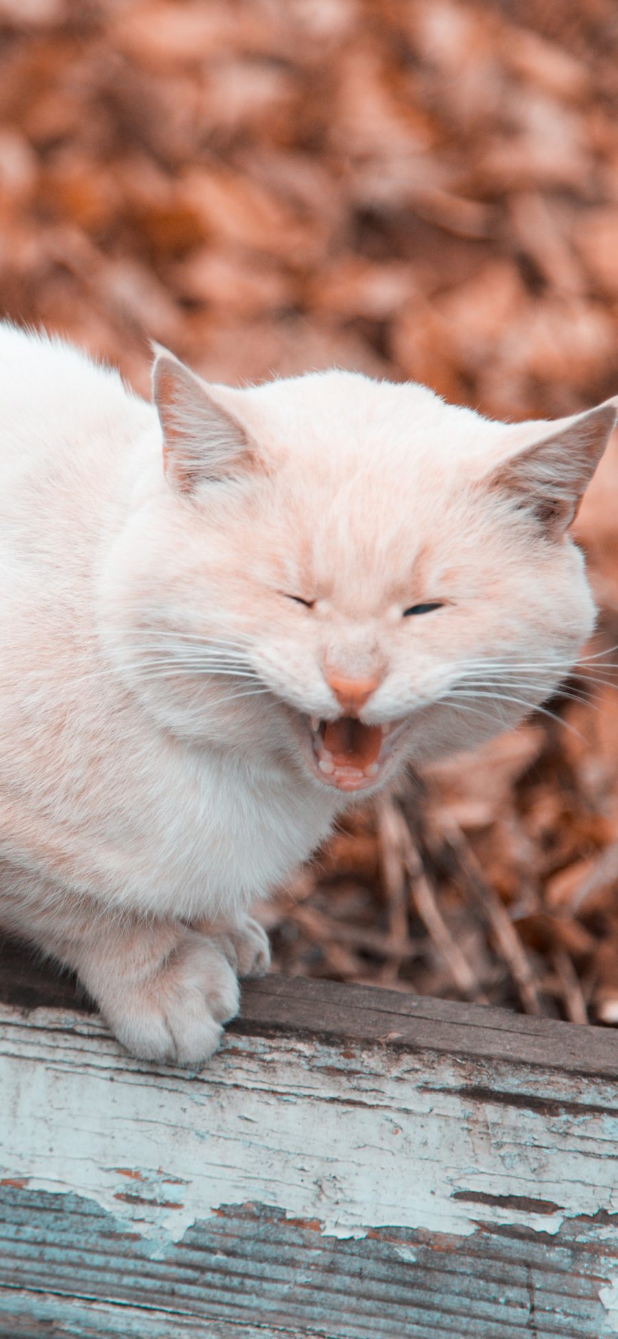 [2436×1125]猫咪 木头 宠物 渐层 苹果手机壁纸图片