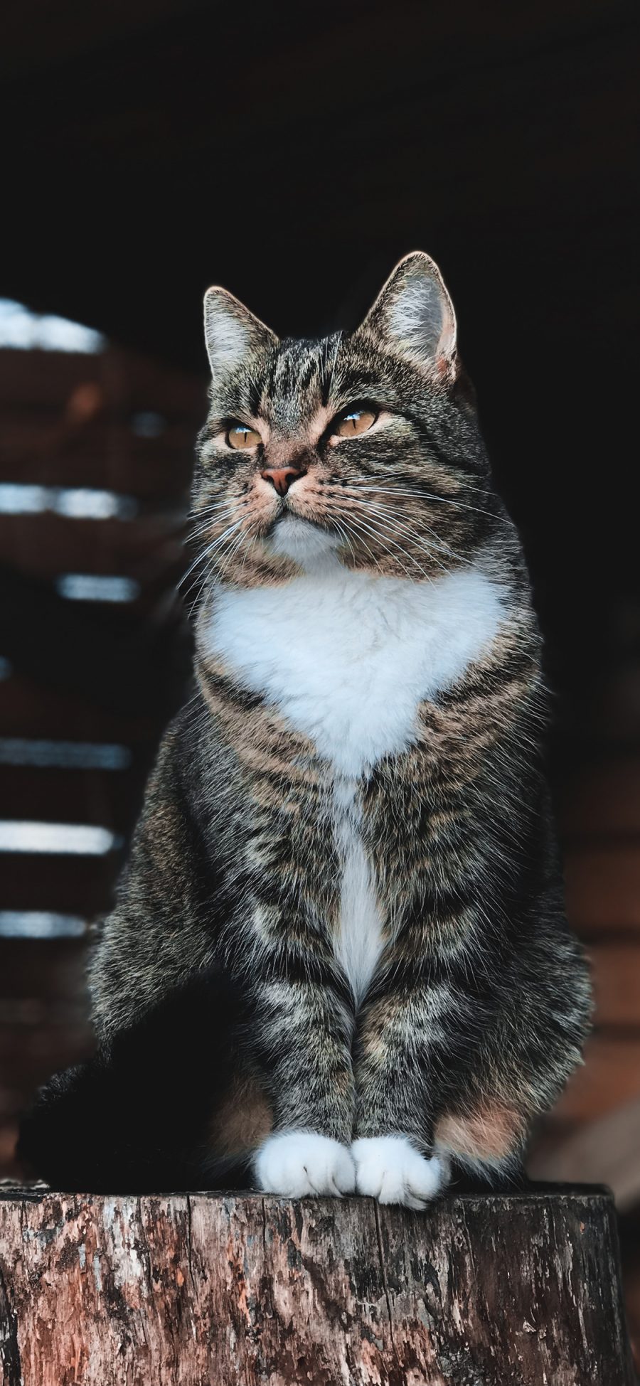 [2436×1125]猫咪 木桩 宠物 花猫 苹果手机壁纸图片