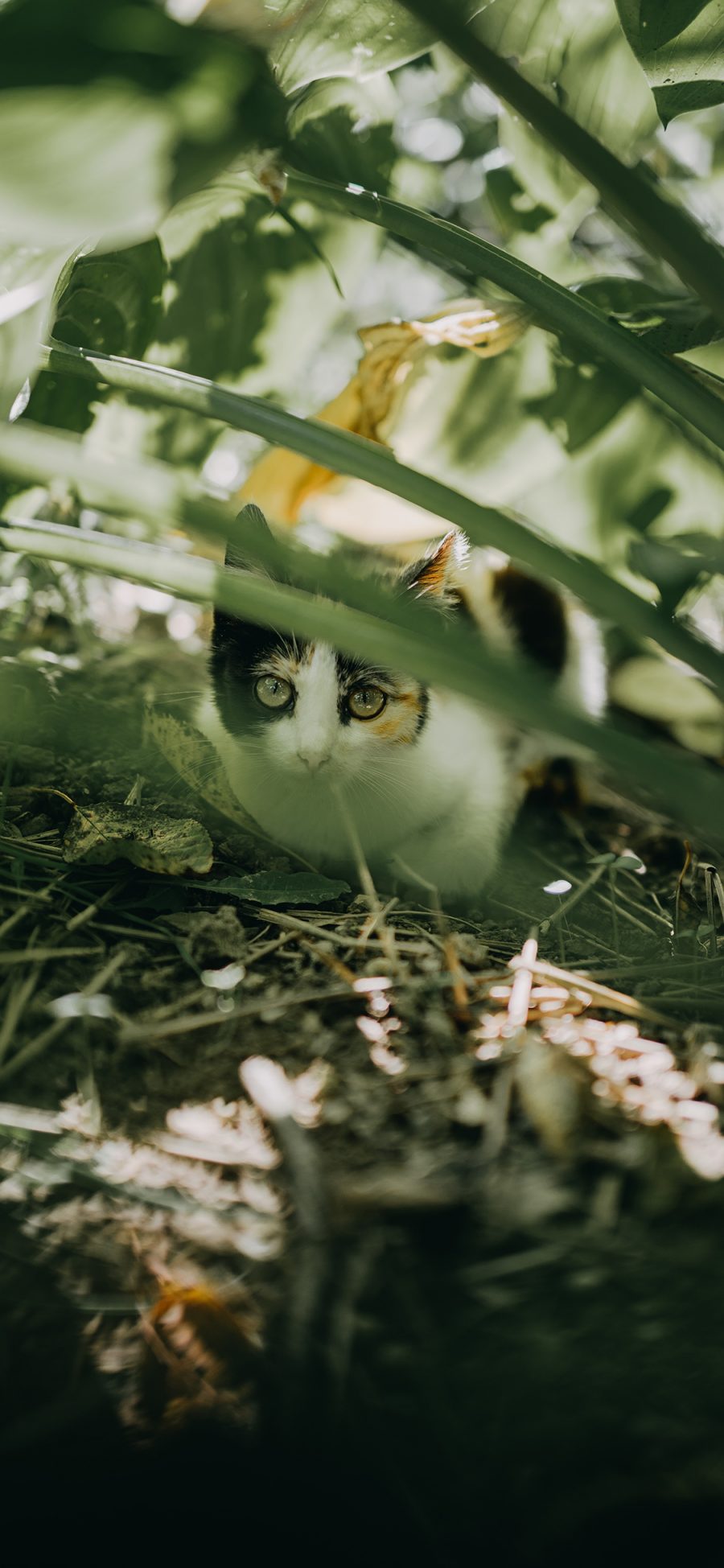 [2436×1125]猫咪 枝叶 野猫 躲避 苹果手机壁纸图片