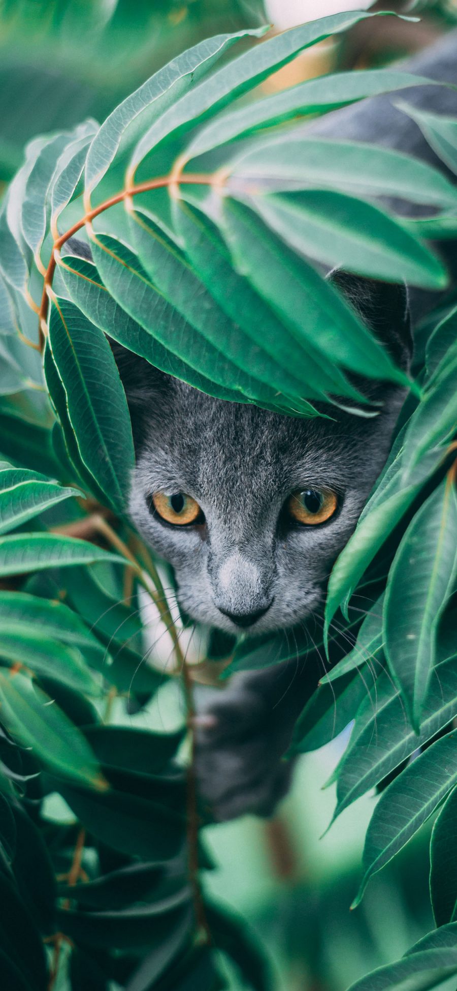 [2436×1125]猫咪 树叶 枝叶 灰猫 苹果手机壁纸图片