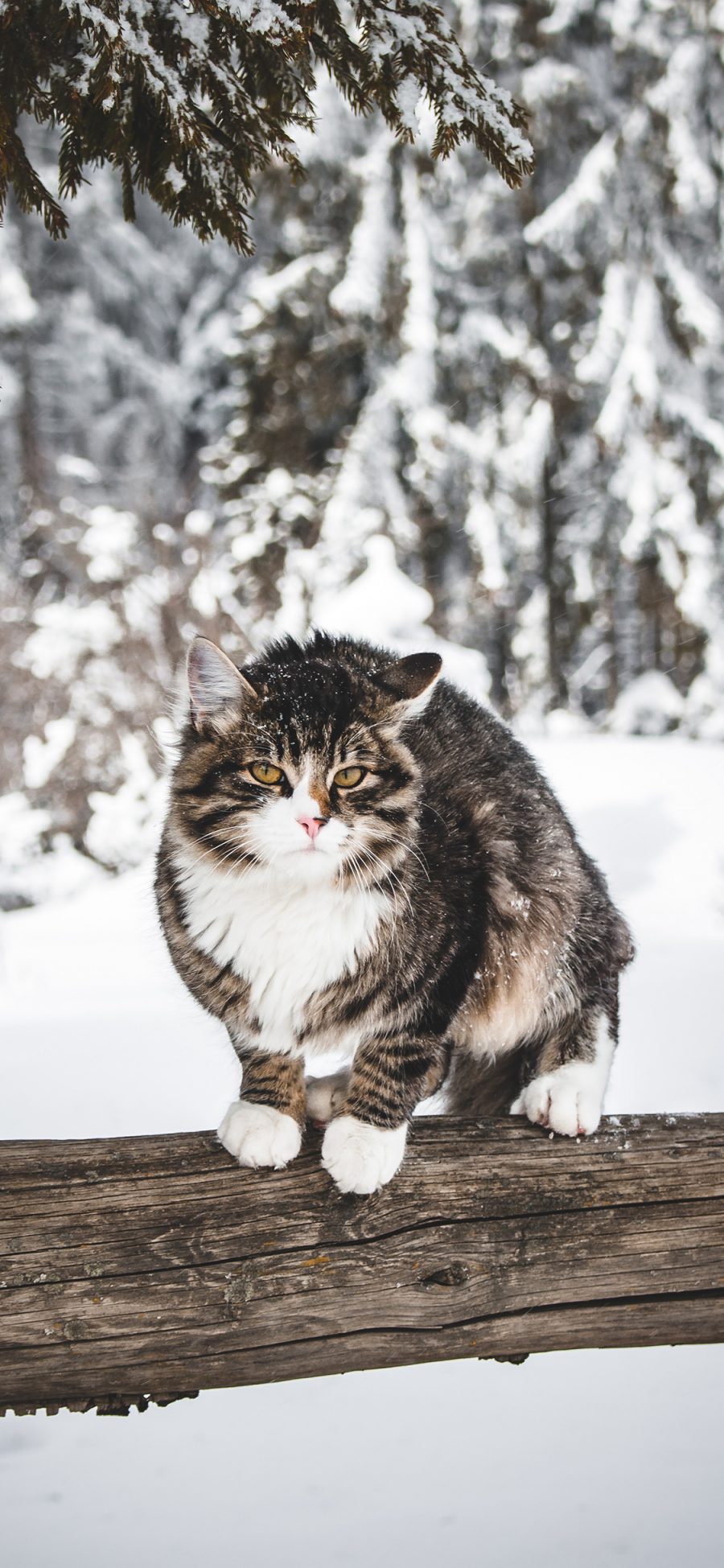 [2436×1125]猫咪 树干 雪季 户外 苹果手机壁纸图片