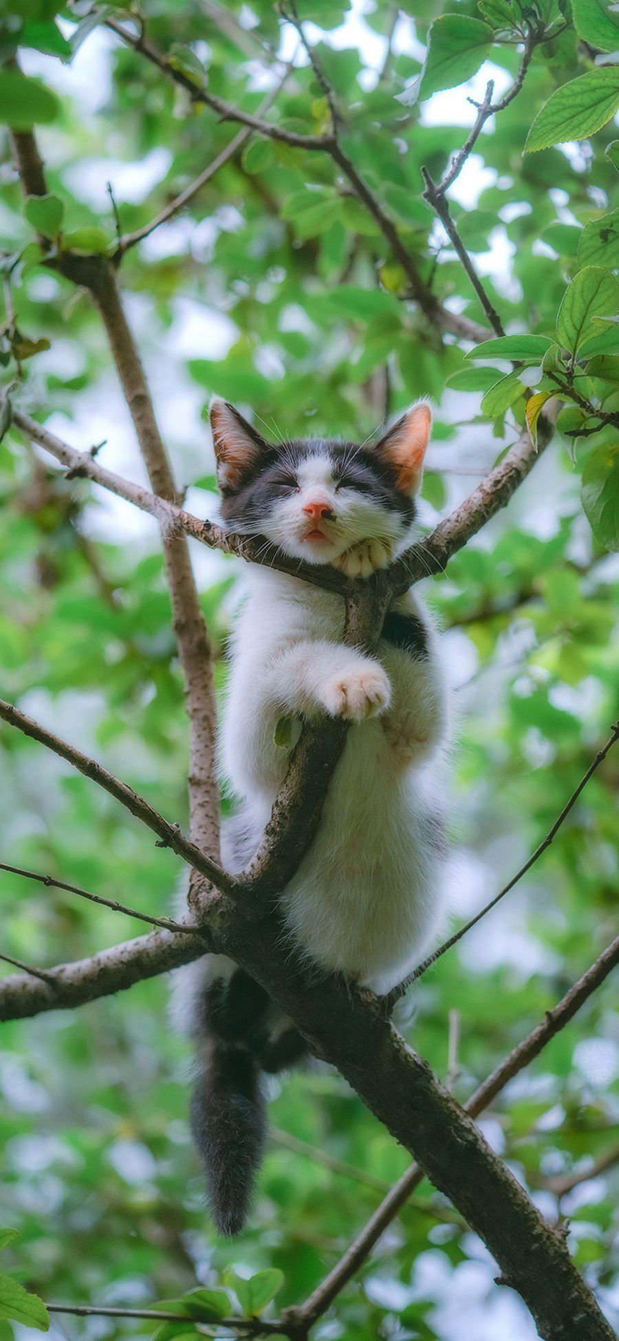 [2436×1125]猫咪 树枝 枝头 花猫 苹果手机壁纸图片