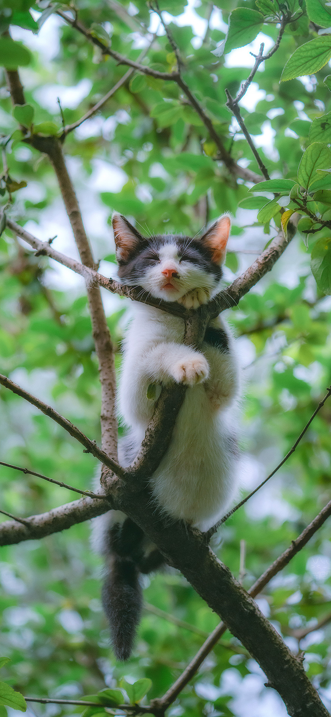 [2436×1125]猫咪 树枝 枝头 花猫 苹果手机壁纸图片