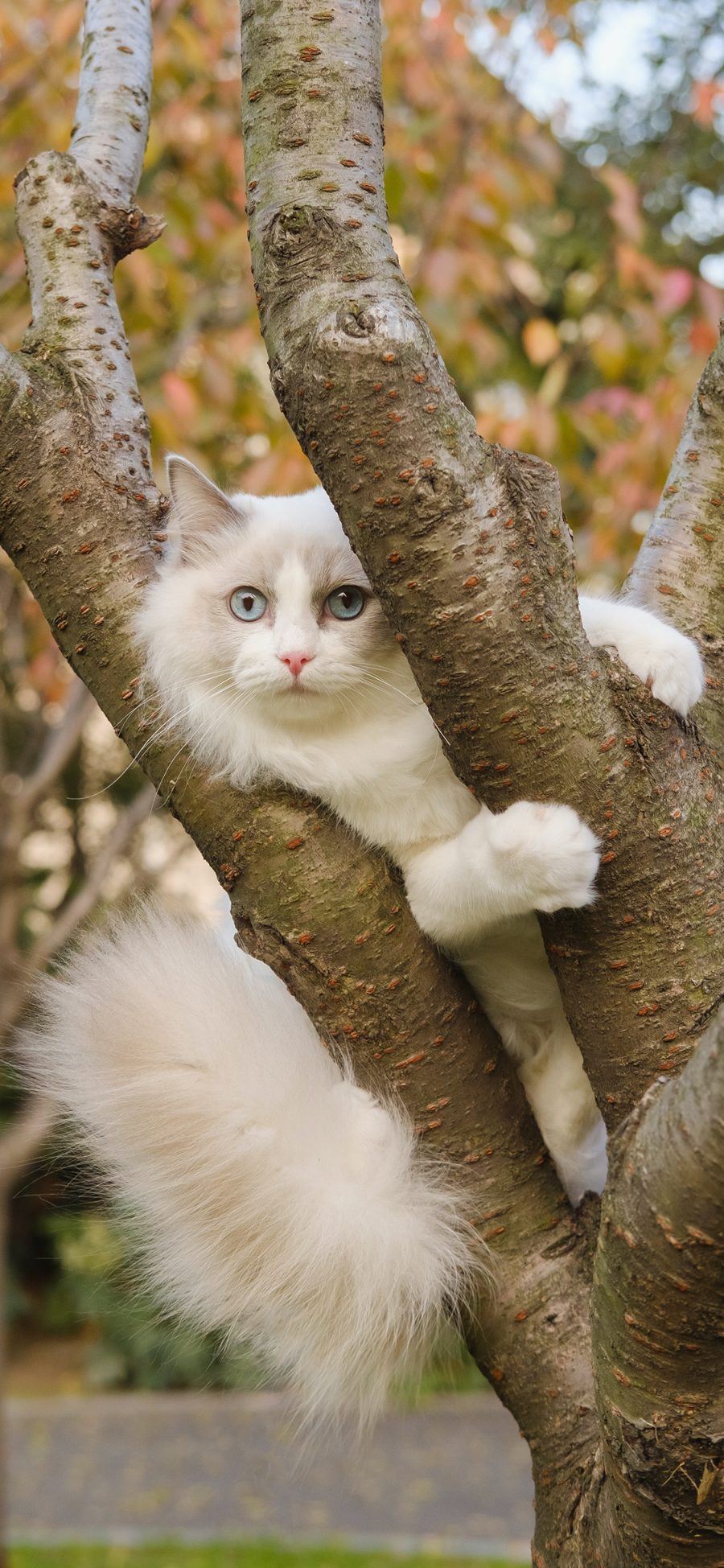 [2436×1125]猫咪 树枝 树干 宠物 可爱 布偶 苹果手机壁纸图片