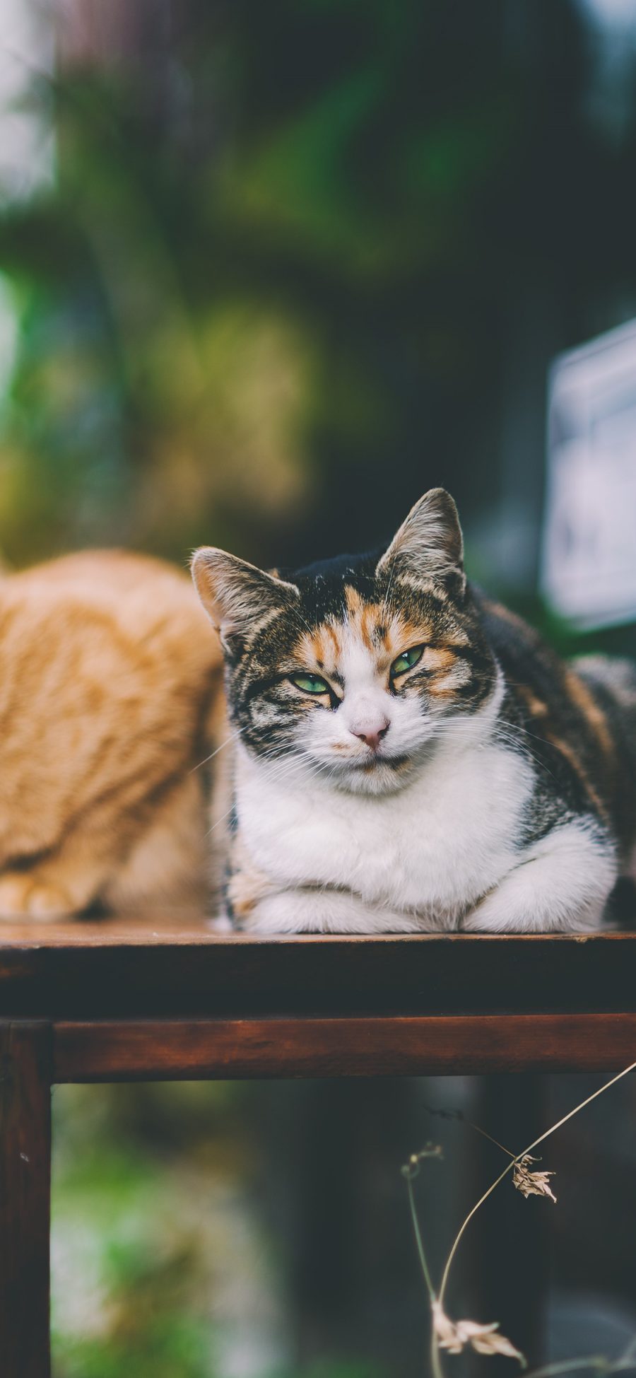 [2436×1125]猫咪 桌上 花斑猫 橘猫 苹果手机壁纸图片