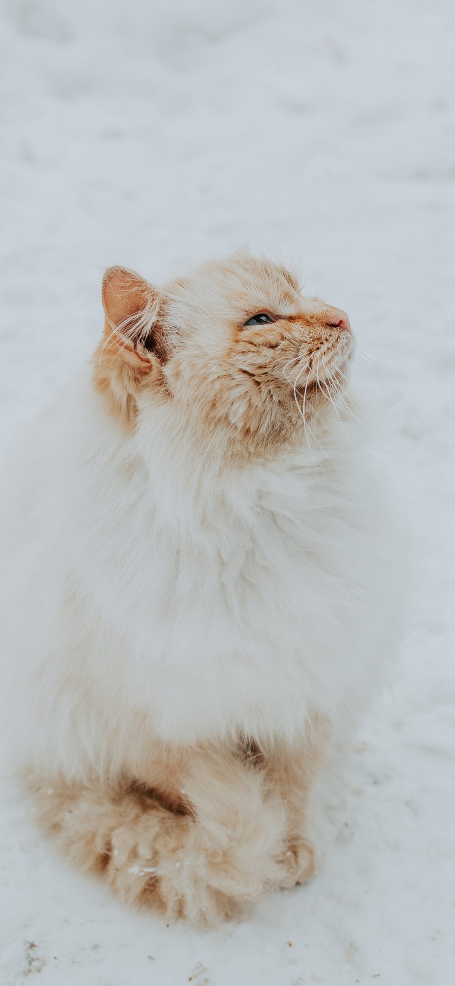 [2436×1125]猫咪 橘猫 可爱 皮毛 宠物 苹果手机壁纸图片