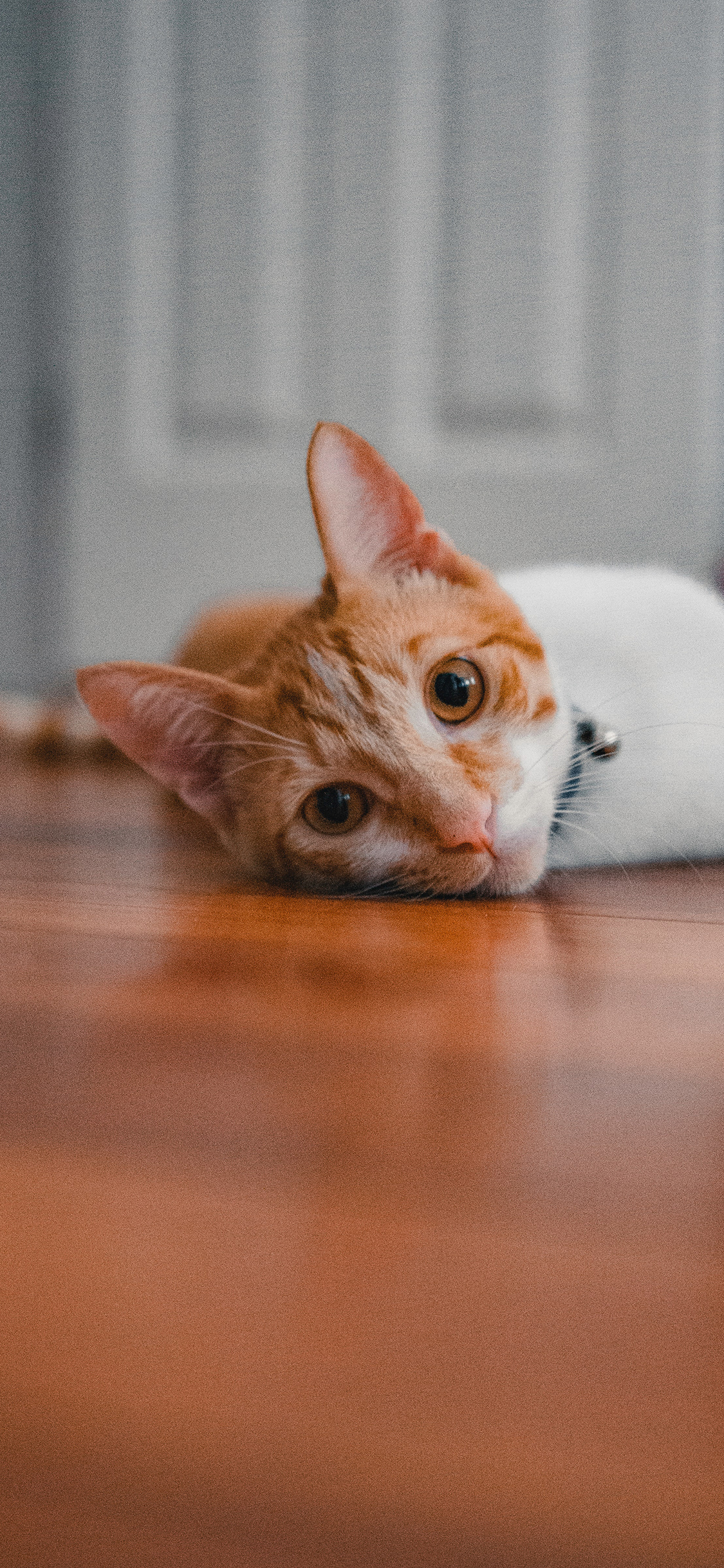 [2436×1125]猫咪 橘猫 宠物 铃铛 苹果手机壁纸图片
