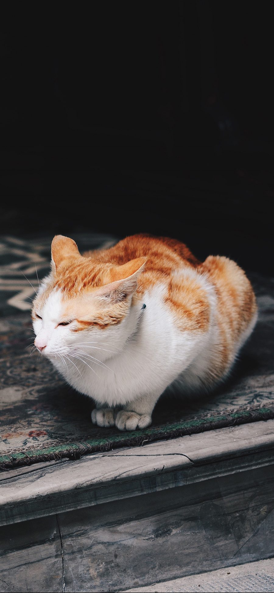 [2436×1125]猫咪 橘猫 肥猫 坐姿 苹果手机壁纸图片