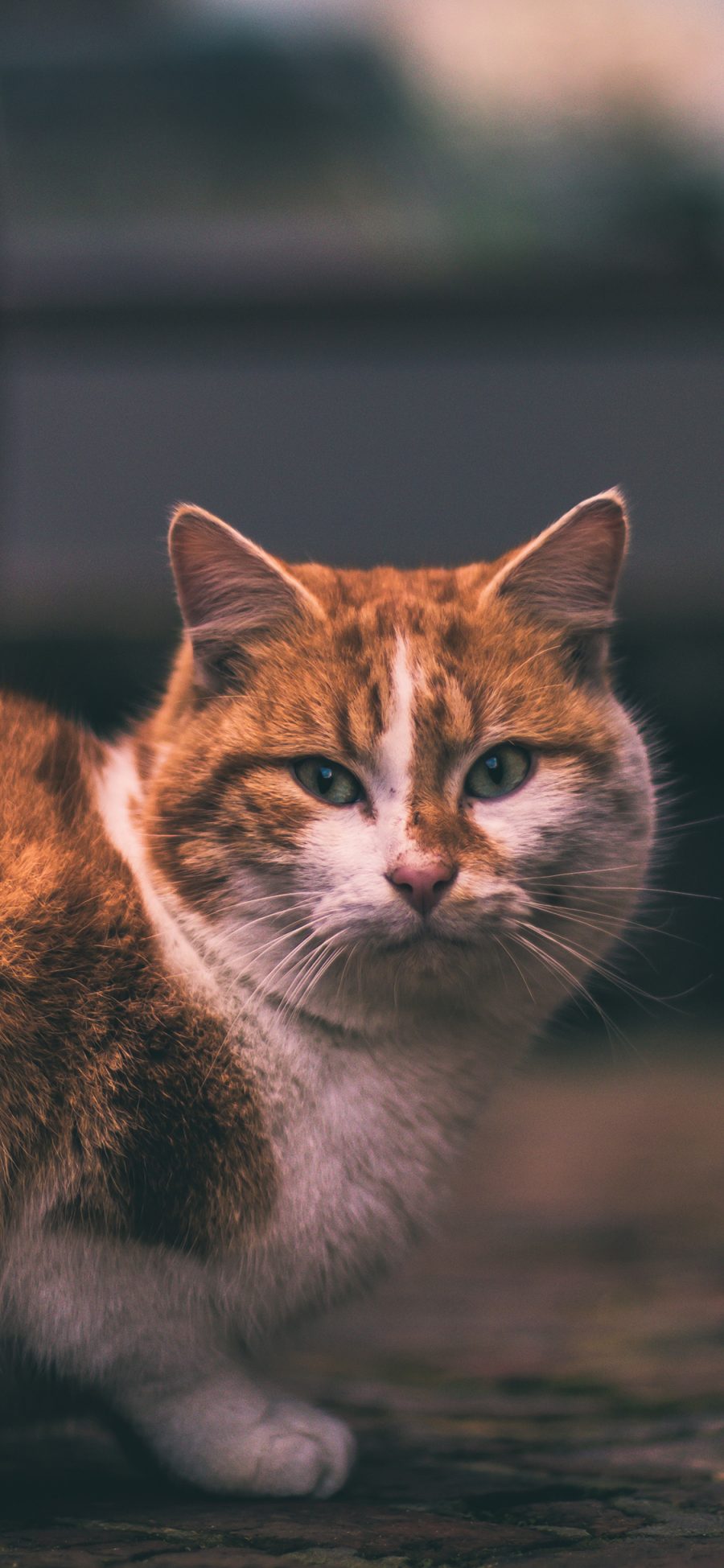 [2436×1125]猫咪 橘猫 肥猫 宠物 苹果手机壁纸图片