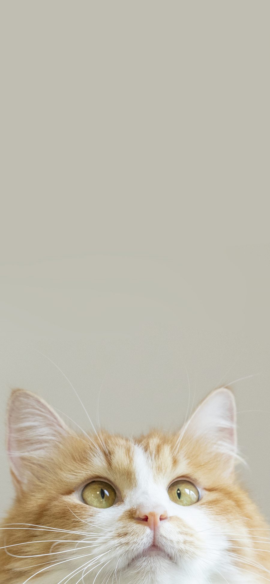 [2436×1125]猫咪 橘猫 肥胖 宠物 苹果手机壁纸图片