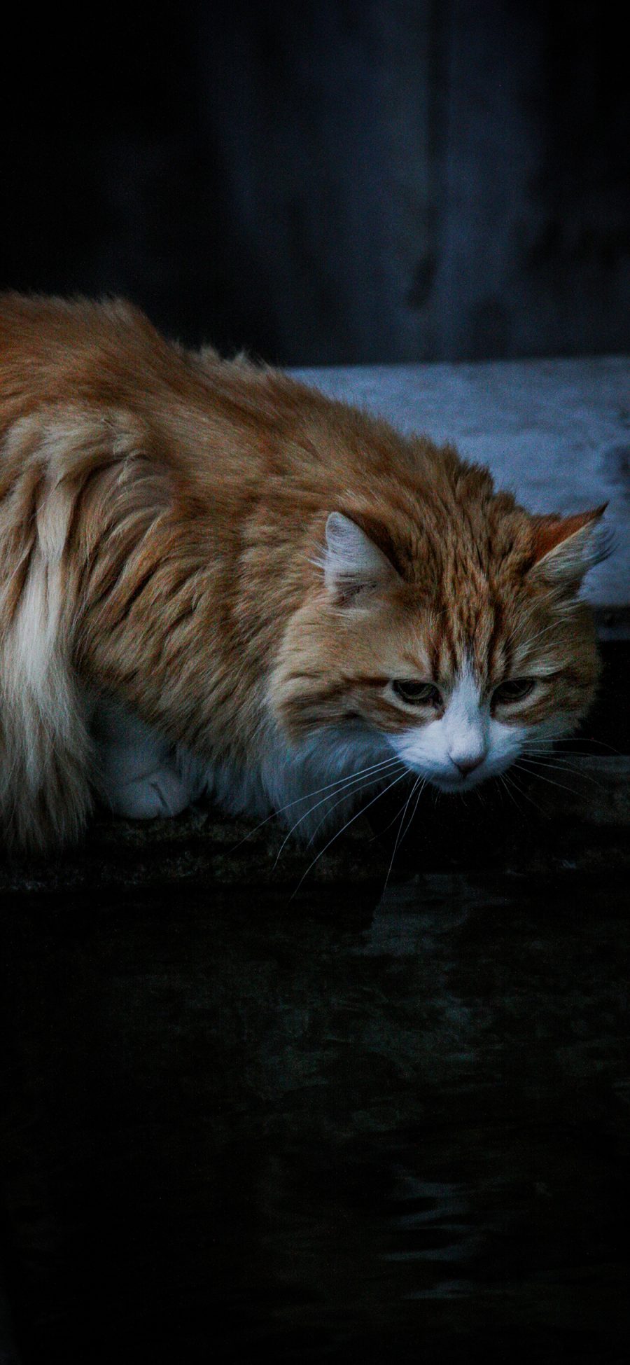 [2436×1125]猫咪 橘猫 肥胖 皮毛 苹果手机壁纸图片