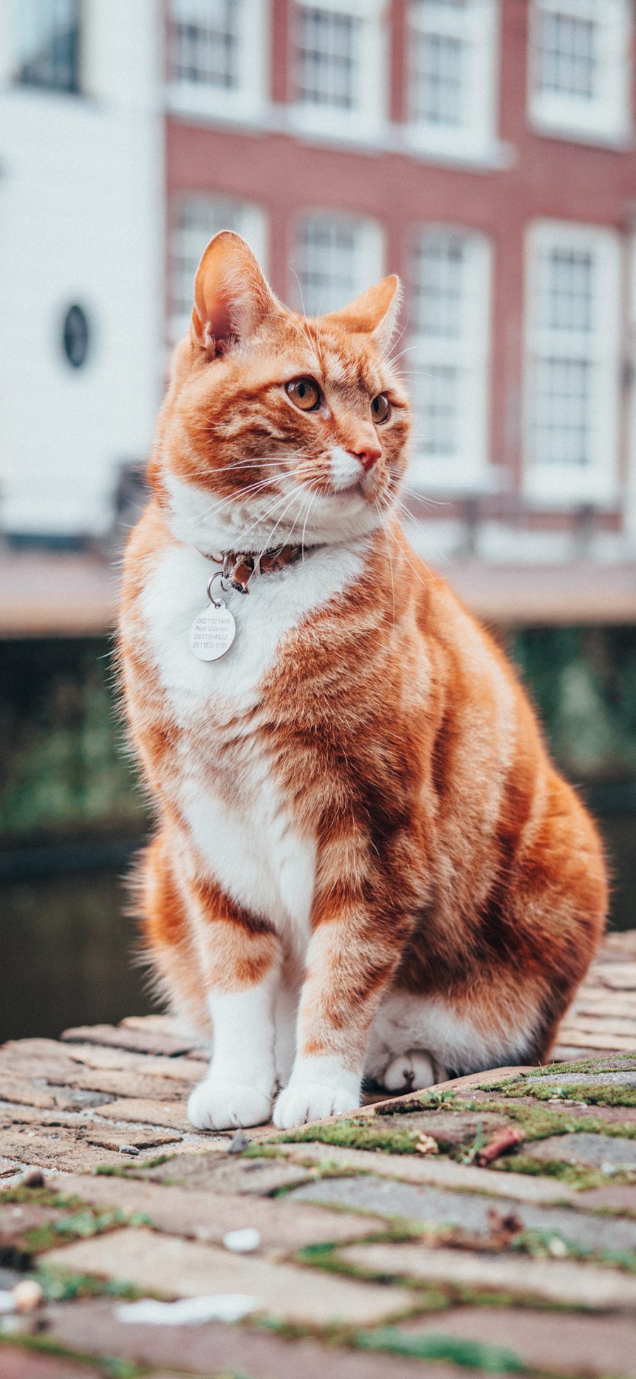 [2436×1125]猫咪 橘猫 项圈 宠物 苹果手机壁纸图片