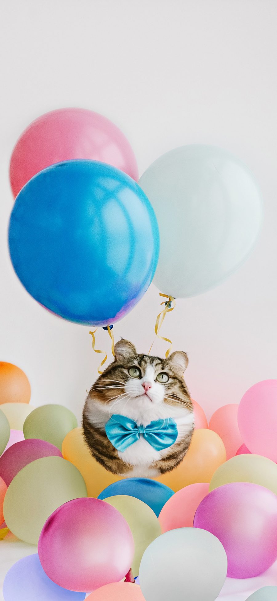 [2436×1125]猫咪 气球 肥胖 可爱 宠物 苹果手机壁纸图片