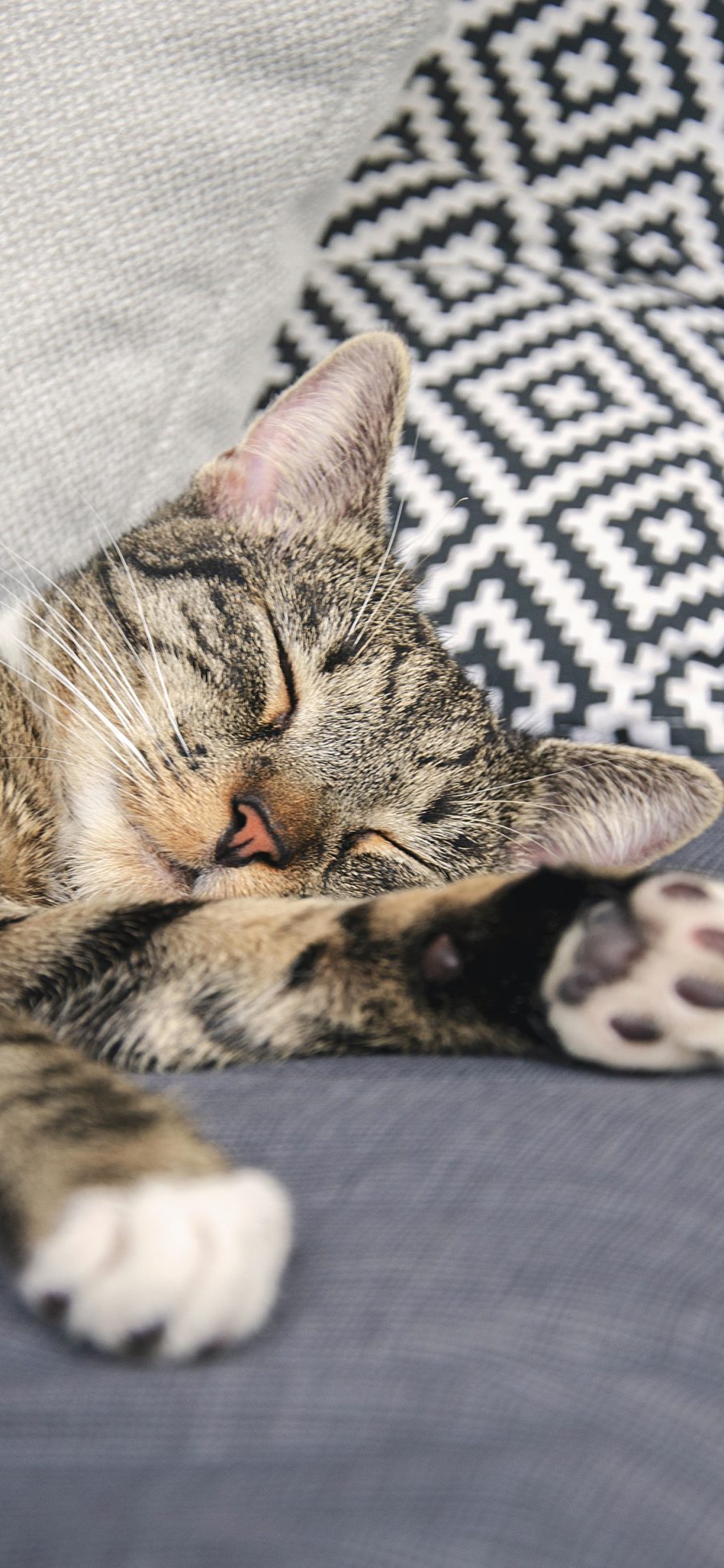 [2436×1125]猫咪 沙发 休憩 睡眠 苹果手机壁纸图片