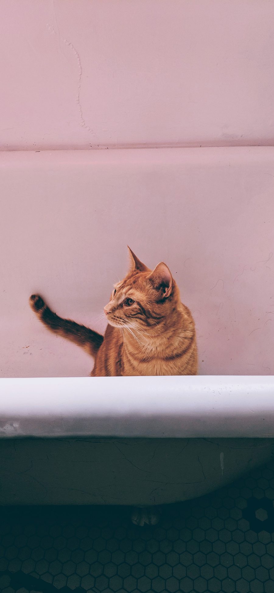 [2436×1125]猫咪 浴缸 宠物 橘猫 苹果手机壁纸图片