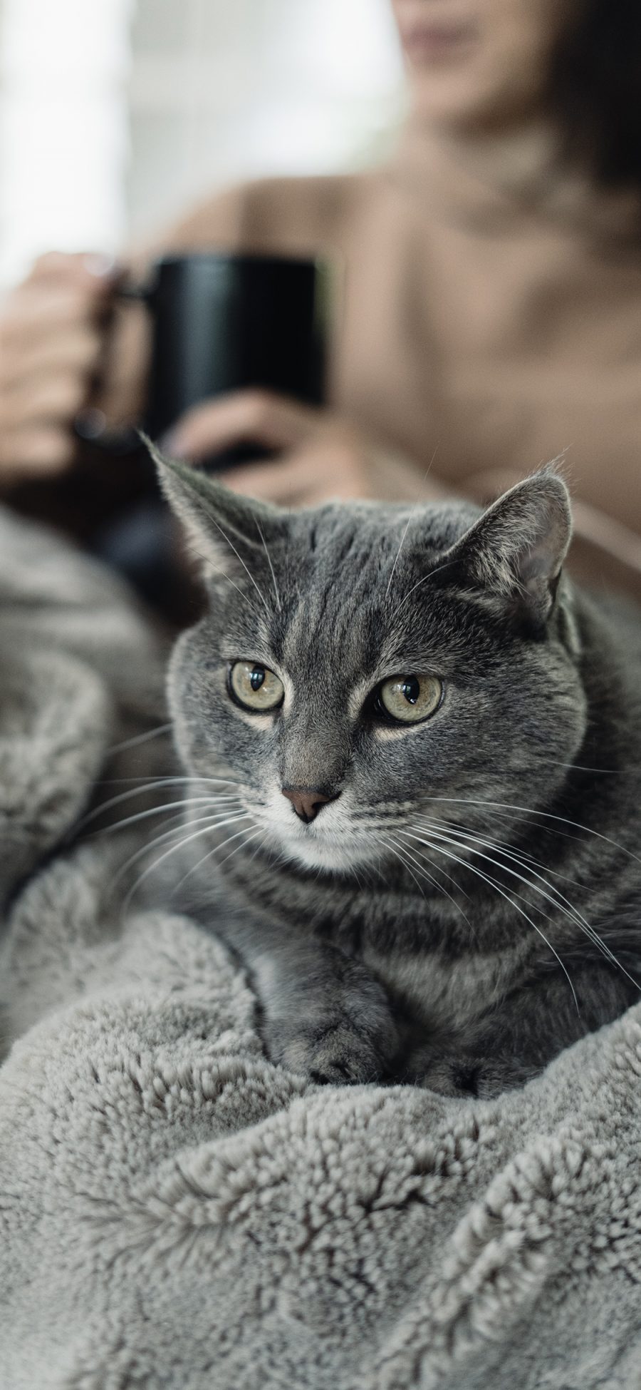 [2436×1125]猫咪 灰猫 毛毯 宠物 苹果手机壁纸图片