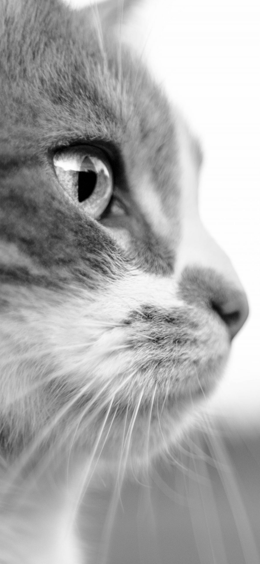 [2436×1125]猫咪 灰色 侧脸 宠物 喵星人 苹果手机壁纸图片
