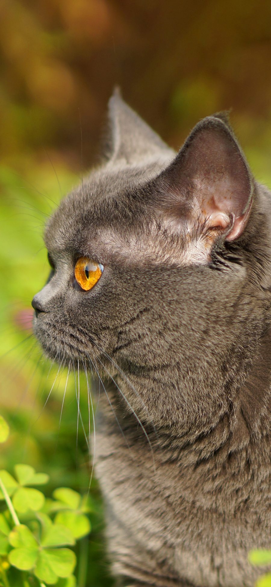 [2436×1125]猫咪 灰色 草丛 宠物 喵星人 苹果手机壁纸图片