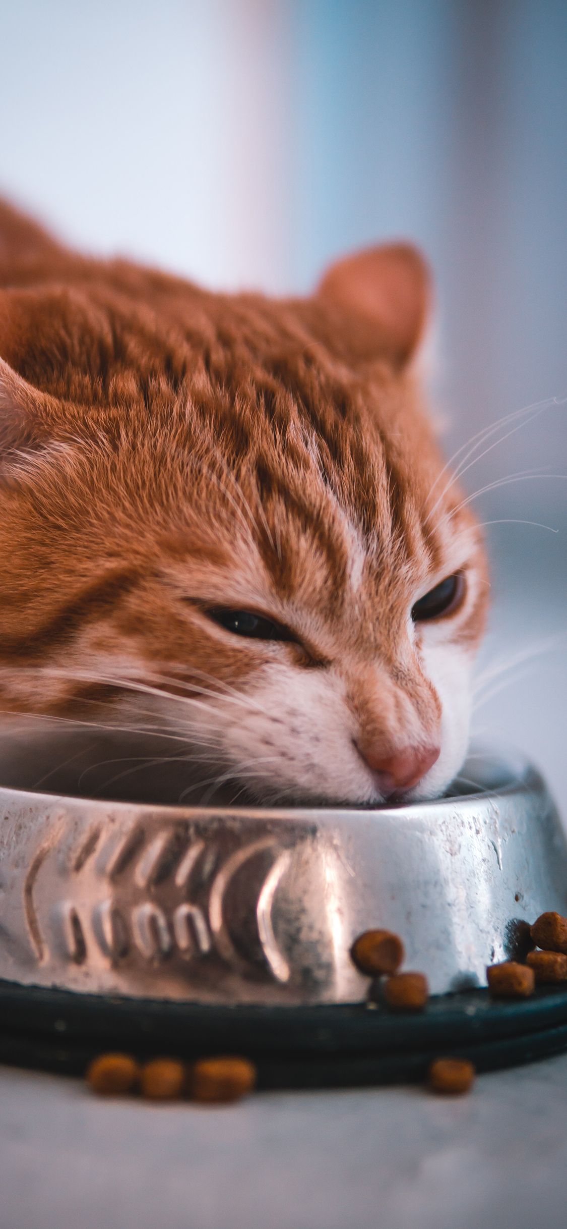 [2436×1125]猫咪 猫粮 橘猫 宠物 苹果手机壁纸图片