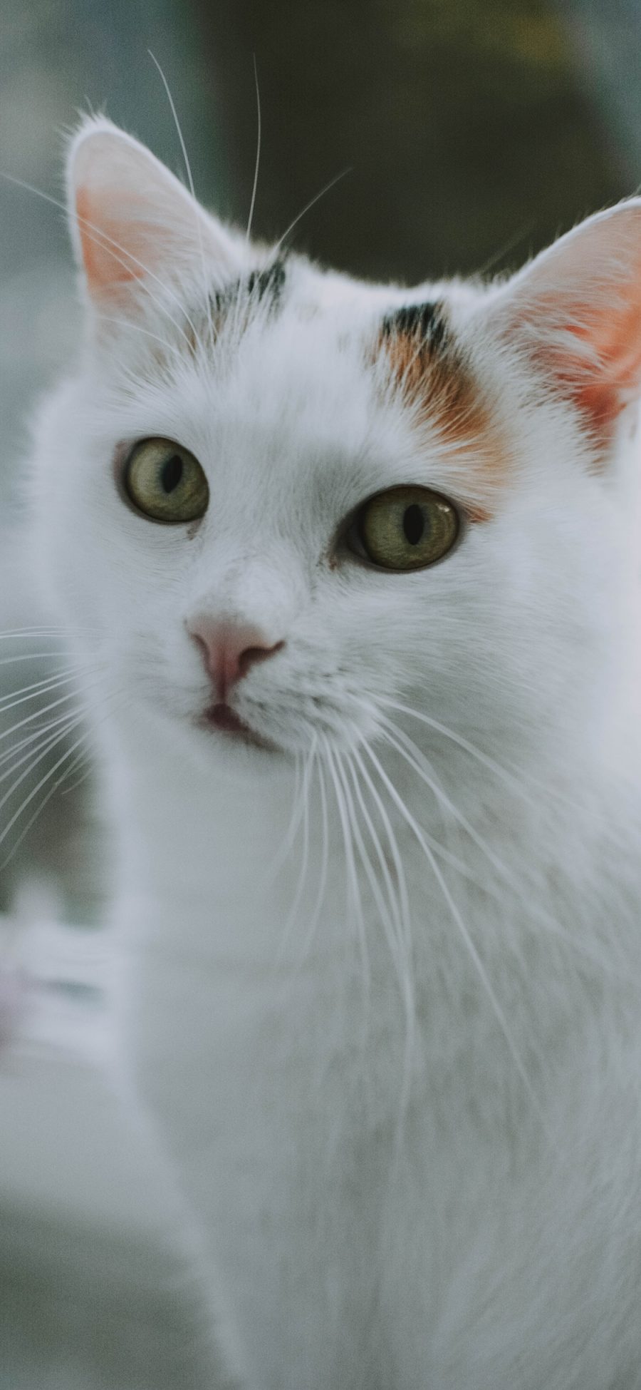 [2436×1125]猫咪 白猫 宠物 可爱 苹果手机壁纸图片