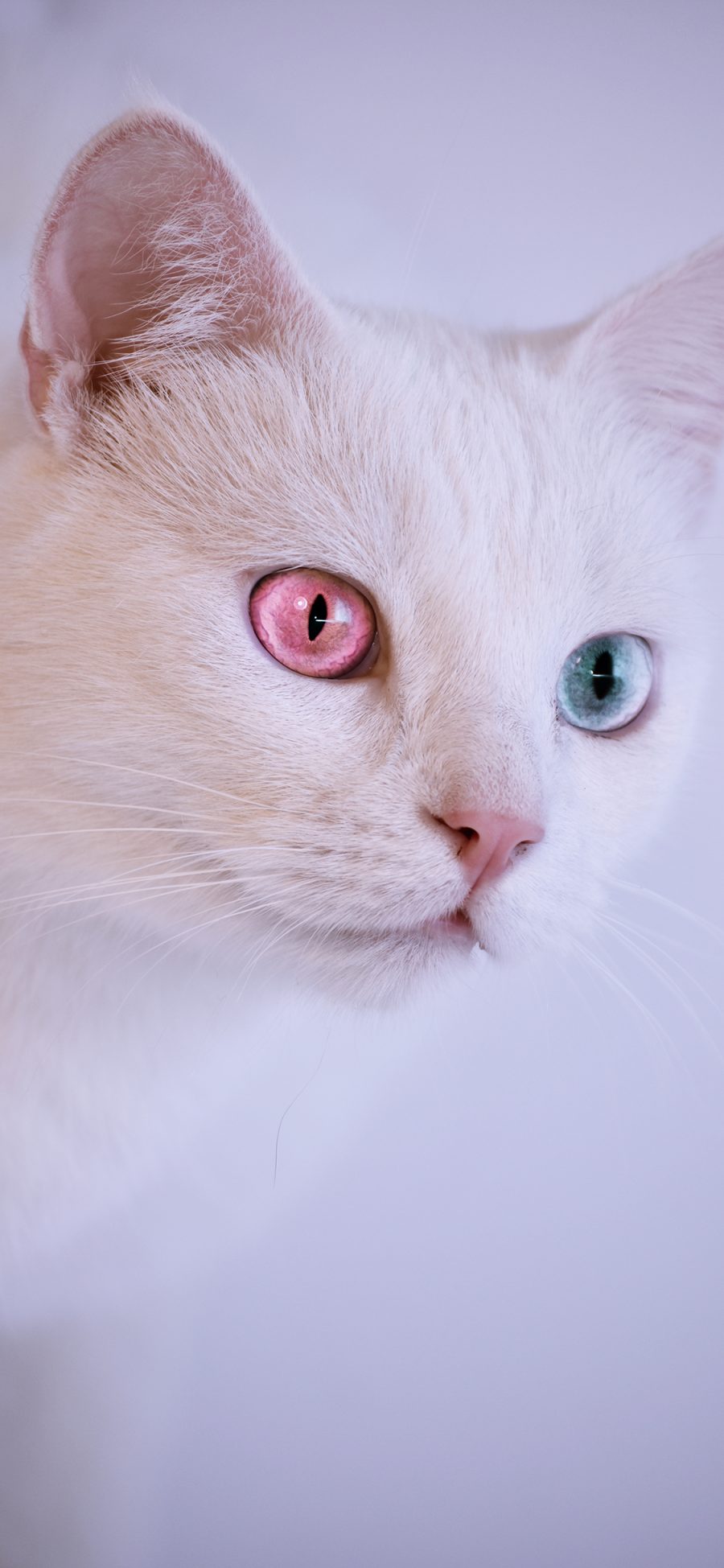 [2436×1125]猫咪 白猫 宠物 喵星人 异瞳 苹果手机壁纸图片